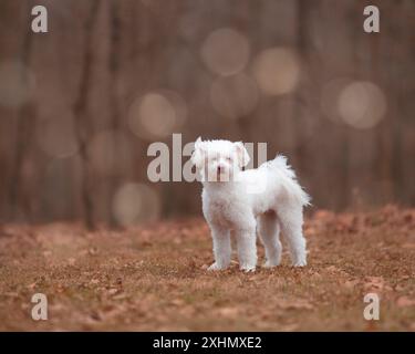 Chien blanc, moelleux, de race mixte dans le parc Banque D'Images