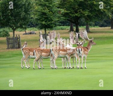 Un groupe de cerfs à Knole Park dans le Kent de Sevenoaks Banque D'Images