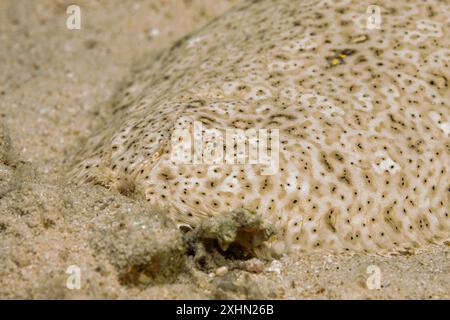 Égypte, Charm el-Cheikh, sole de Moïse de la mer Rouge (Pardachirus marmoratus), sole à ailettes, sole mouchetée Banque D'Images