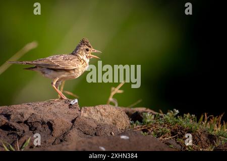 Skylark eurasien assis sur un rocher de près Banque D'Images