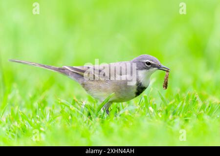 Cap Wagtail (Motacilla capensis) debout sur l'herbe, mangeant une chenille, Western cape, Afrique du Sud. Banque D'Images