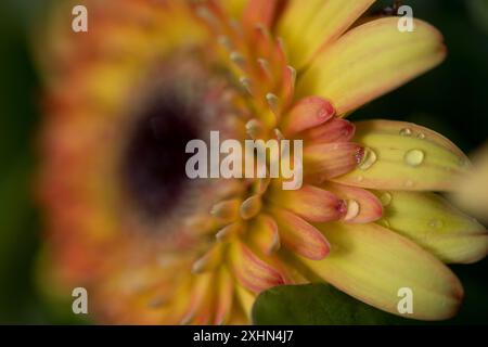 Gerbera Daisy Banque D'Images