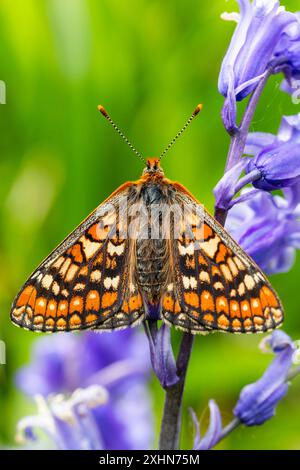 Marsh Fritillary à Bluebell Wood Banque D'Images