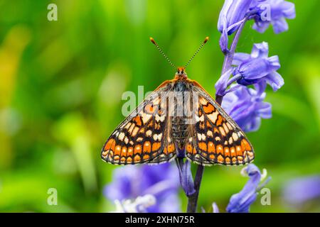 Marsh Fritillary à Bluebell Wood Banque D'Images