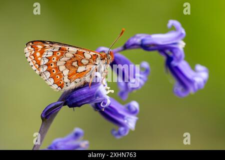 Marsh Fritillary à Bluebell Wood Banque D'Images