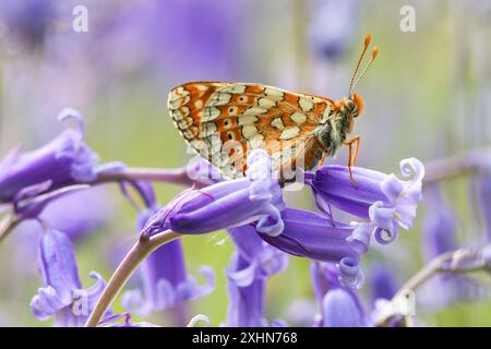 Marsh Fritillary à Bluebell Wood Banque D'Images