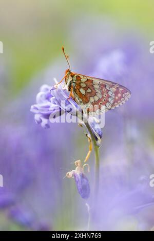 Marsh Fritillary à Bluebell Wood Banque D'Images