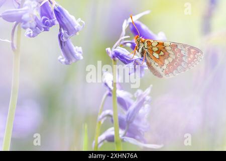 Marsh Fritillary à Bluebell Wood Banque D'Images