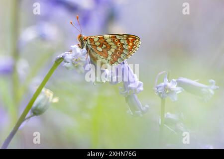 Marsh Fritillary à Bluebell Wood Banque D'Images