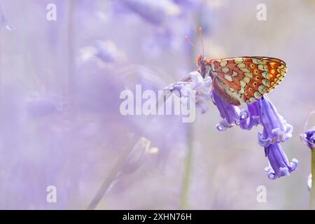 Marsh Fritillary à Bluebell Wood Banque D'Images