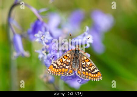 Marsh Fritillary à Bluebell Wood Banque D'Images