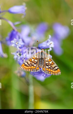 Marsh Fritillary à Bluebell Wood Banque D'Images