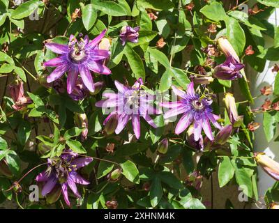 Fleurs complexes d'été à l'automne du grimpeur de tendrille mi-robuste Passiflora caerulea x racemosa, fleur de passion Banque D'Images