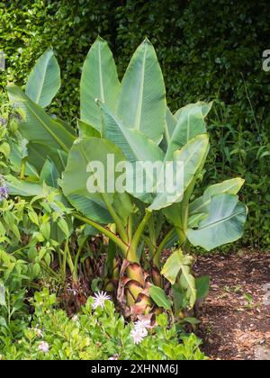 Larges feuilles de la banane naine mi-robuste Musella lasiocarpa, dans un jardin britannique Banque D'Images