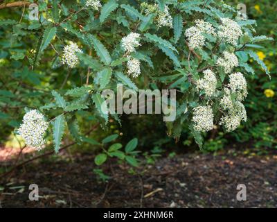 Panicules de fleurs blanches du grand arbuste à feuilles persistantes, Olearia macrodonta, Nouvelle-Zélande Banque D'Images