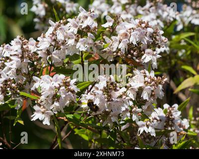 Fleurs d'été du Bush de Noël australien Victoria, Prostanthera lasianthos Banque D'Images