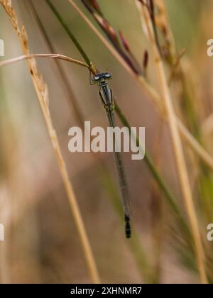 Libellule sur une tige d'herbe Banque D'Images