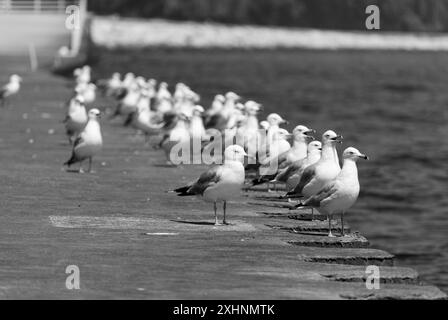 Un groupe de mouettes debout sur un quai au bord de la mer en noir et blanc. Banque D'Images