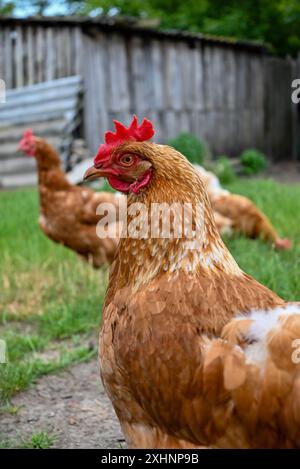 une poule rouge marche sur le fond d'une autre poule sur le sol dans le village et regarde la caméra Banque D'Images