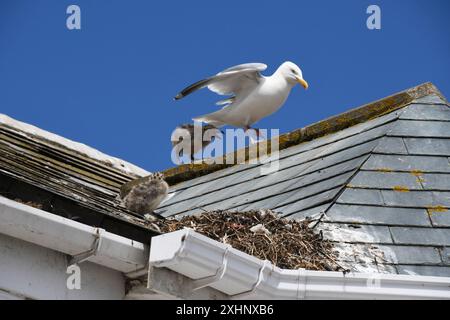 Un goéland argenté niche sur le toit en ardoise d'une maison à Looe, Cornwall. La mouette adulte est pourchassée à la recherche de nourriture par un de ses poussins surveillé par son sibl Banque D'Images