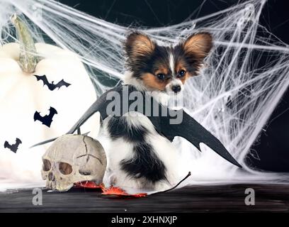 Chiot papillon dog in front of white background Banque D'Images