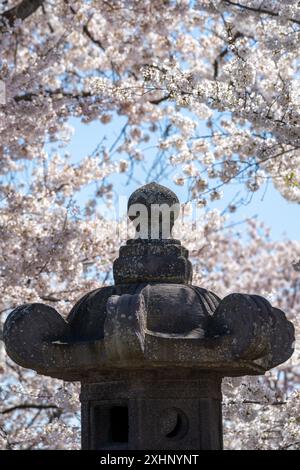 Lanterne japonaise avec fleurs de cerisier, Washington DC au printemps Banque D'Images