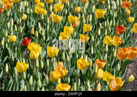 Tulipes jaunes et rouges poussant sous le soleil printanier Banque D'Images
