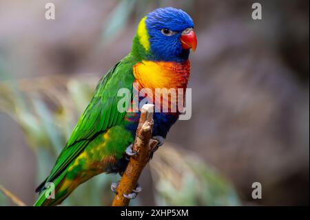 Lorikeet arc-en-ciel (Trichoglossus moluccanus) assis sur une branche dans son habitat Banque D'Images