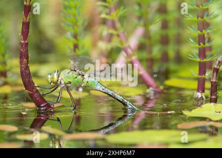 Emperor Dragonfly, Anax imperator, femelle pondant des œufs, ovipositing, sur Mares-tail, Hippuris vulgaris, dans l'étang de la faune de jardin, Sussex, Royaume-Uni Banque D'Images