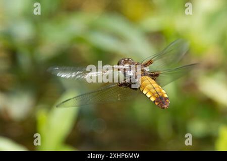 Libellula depressa, le chasseur au corps large, le dard au corps large, volant, en vol au-dessus d'un étang, battant des ailes, Royaume-Uni Banque D'Images