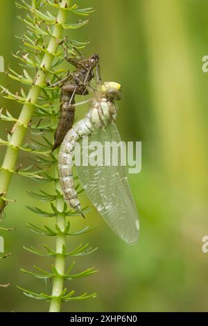 Libellule Hawker du Sud, Aeshna cyanea, se métamorphosant en un adulte toujours accroché à l'exosquelette accroché à la plante d'étang à queue de marie, Royaume-Uni Banque D'Images