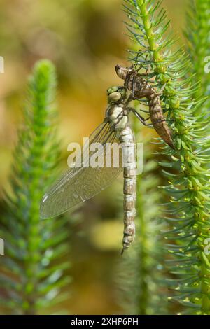 Libellule Hawker du Sud, Aeshna cyanea, se métamorphosant en un adulte toujours accroché à l'exosquelette accroché à la plante d'étang à queue de marie, Royaume-Uni Banque D'Images