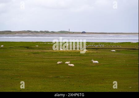 Moutons et phare dans le nord de l'île de Sylt, Allemagne Banque D'Images