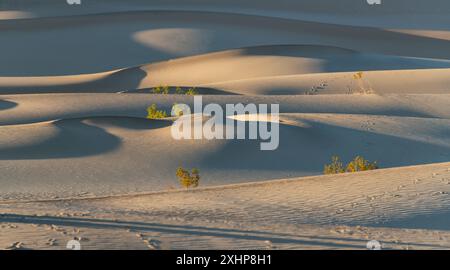 Une scène désertique avec quelques plantes et dunes de sable. Les plantes sont petites et dispersées dans le sable. Scène est paisible et serein, avec le soleil sh Banque D'Images