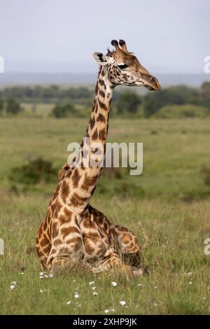 Kenya, réserve nationale de Masai Mara, parc national, Giraffe (Giraffa camelopardalis), couché dans la savane Banque D'Images