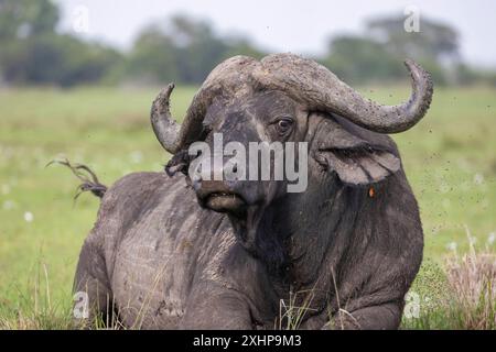 Kenya, réserve nationale de Masai Mara, parc national, savane, buffle africain ou buffle du Cap (Syncerus caffer), vieux mâle solitaire Banque D'Images