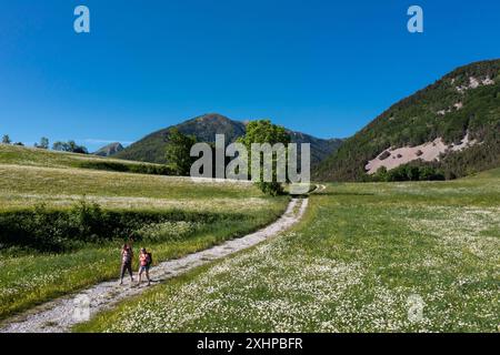 France, Drôme, lus la Croix haute, massif de Dévoluy, sentier et pré fleuris de pâquerettes en vue aérienne et randonneurs Banque D'Images