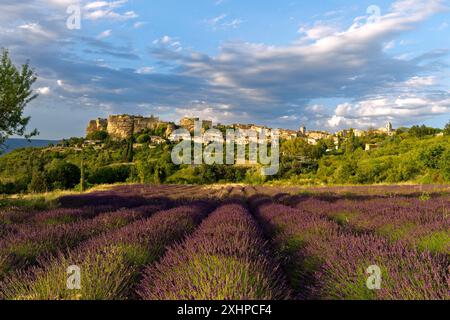 France, Vaucluse, Parc naturel régional du Luberon, Saignon, village perché sur le rocher de Bellevue, lavande (Lavandula sp) en face du vi Banque D'Images