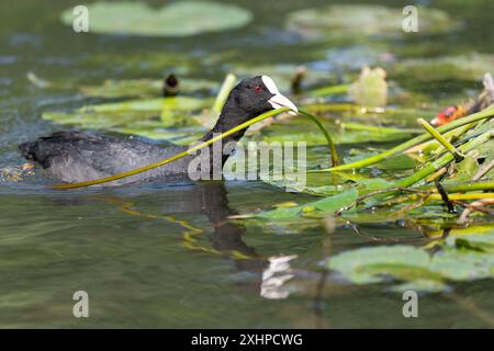 Eurasien Coot (Fulica atra) apportant un nénuphar à son nid. Bas Rhin, Alsace, France, Europe Banque D'Images