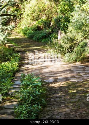 La promenade levada de Monte à Funchal à Madère, connue sous le nom de Levada do BOM Sucesso e Zona Velha. Banque D'Images