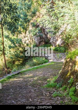 La promenade levada de Monte à Funchal à Madère, connue sous le nom de Levada do BOM Sucesso e Zona Velha. Banque D'Images