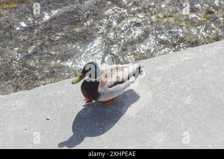 Un homme colverts éclatant aux panaches verts étincelants se prélasse au soleil à Zurich. Ce bel oiseau est un exemple étonnant de la nature e Banque D'Images