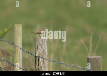 Meadow Pipit spioncelle sur piquet Banque D'Images