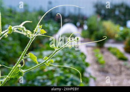 France, Essonne, Yerres, Propriete Caillebotte, potager Caillebotte, Banque D'Images