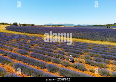 France, Vaucluse, Parc naturel régional du Mont Ventoux, près de Sault, lavande (Lavandula sp) et Mont Ventoux en arrière-plan Banque D'Images