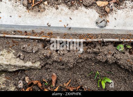Nid de fourmis volantes (Lasius Niger) Banque D'Images