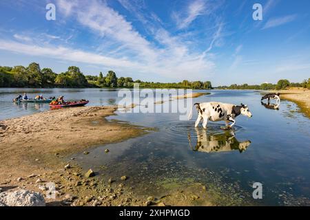 France, Indre-et-Loire, Vallée de la Loire, classée au patrimoine mondial de l'UNESCO rencontre avec un troupeau de vaches près de cinq-Mars-la-pile lors d'une descente du Lo Banque D'Images