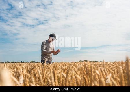 Agriculteur vérifiant la qualité de son champ de blé avant la récolte Banque D'Images