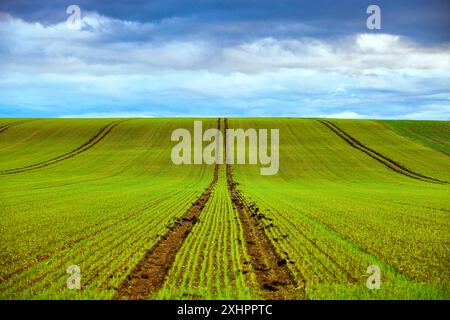 France, Meurthe-et-Moselle, pays du Saintois, jeunes plantules dans les champs, campagne typique de Lorraine Banque D'Images