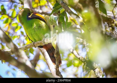 Costa Rica, Province de Puntarenas, Monteverde, Santa Elena, réserve de Curi-Cancha, Toucanet à gorge bleue (Aulacorhynchus caeruleogularis) Banque D'Images